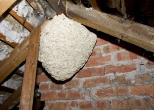 wasp nest removal Wiltshire