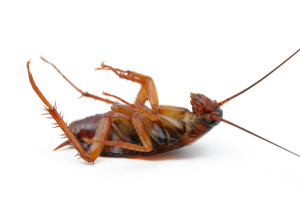 cockroach control