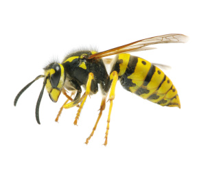 wasp nest removal Wiltshire