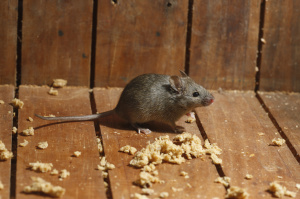 mice pest control