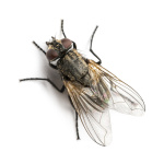 Dirty Common housefly viewed from up high, Musca domestica, isolated on white