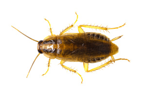 Cockroach control