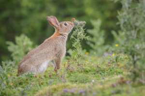 Rabbit control wiltshire