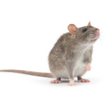Rat control Trowbridge WIltshire