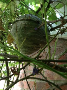 Wasp control Wiltshire