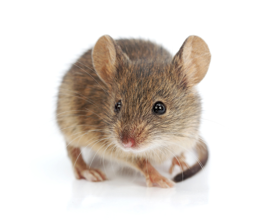 Mice Pest Control Trowbridge, Wiltshire, Bath, Somerset. Mouse removal